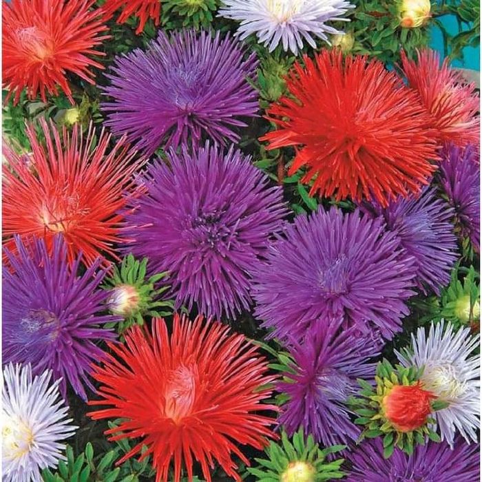 Продаю насіння айстри.