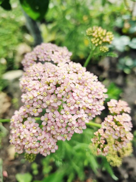 Деревій тысячелистник саженцы неприхотливых