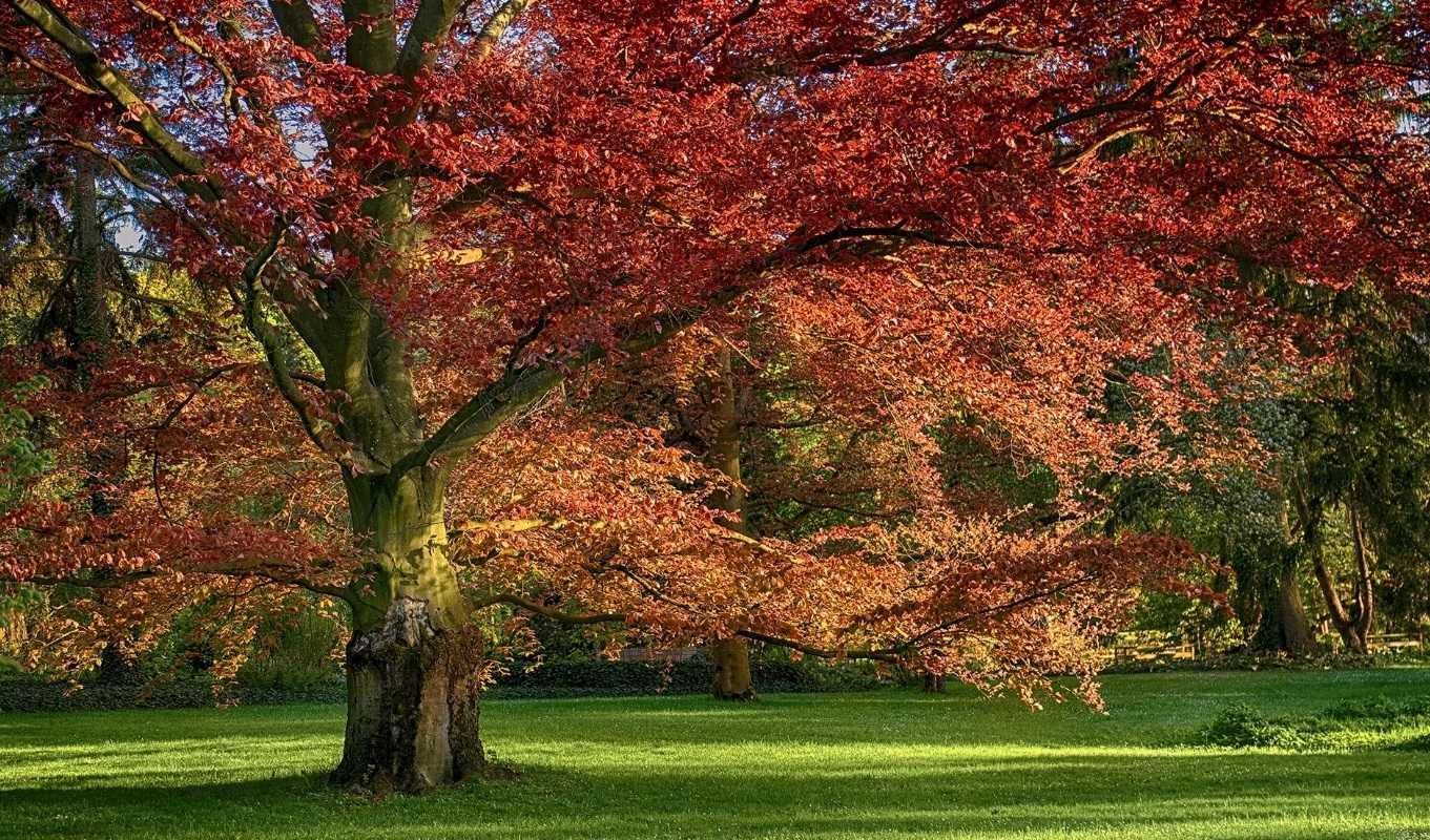 Carvalho Americano "Quercus rubra"