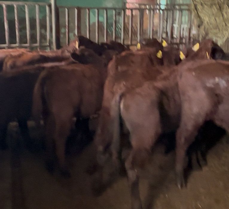 Cielaki Polskie Czerwone 15sztuk 160kg