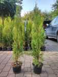 Thuja Smaragd 80 - 90 cm w Donicy max przyjec Podlaska TANI DOWÓZ