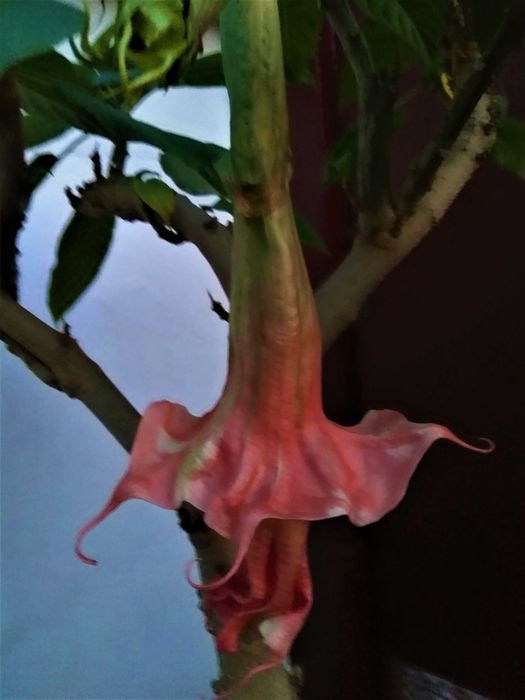 бругмансии махровые розовая оранж деревца черенки