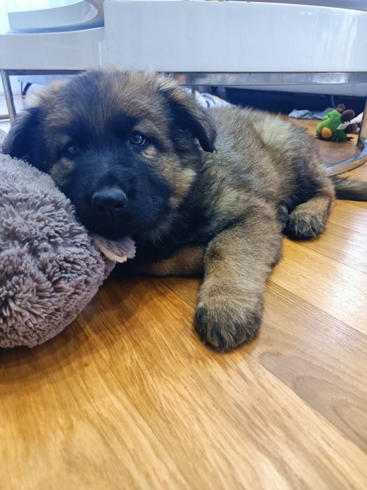 Owczarek staroniemiecki szczeniaki