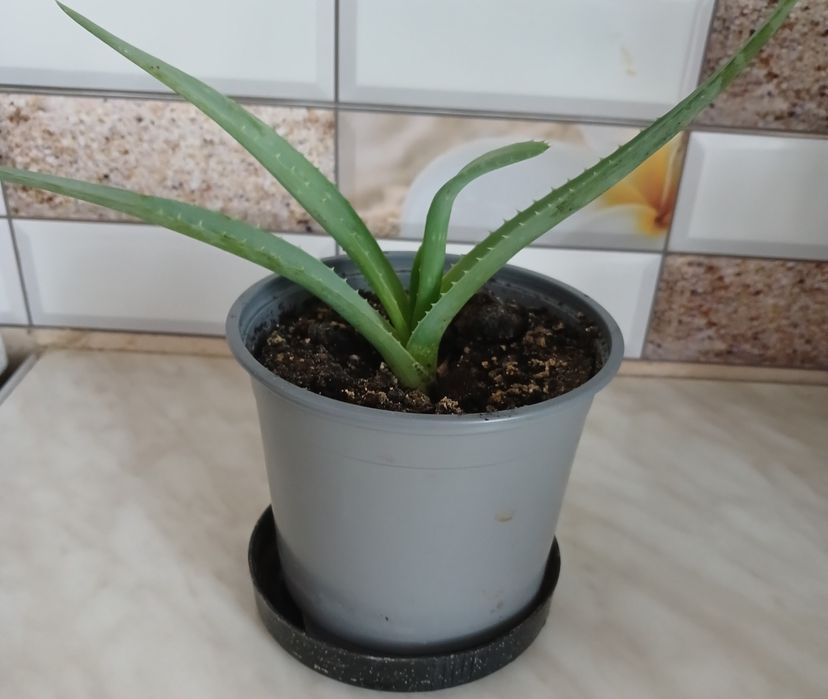 Алое в горщиках 50 грн