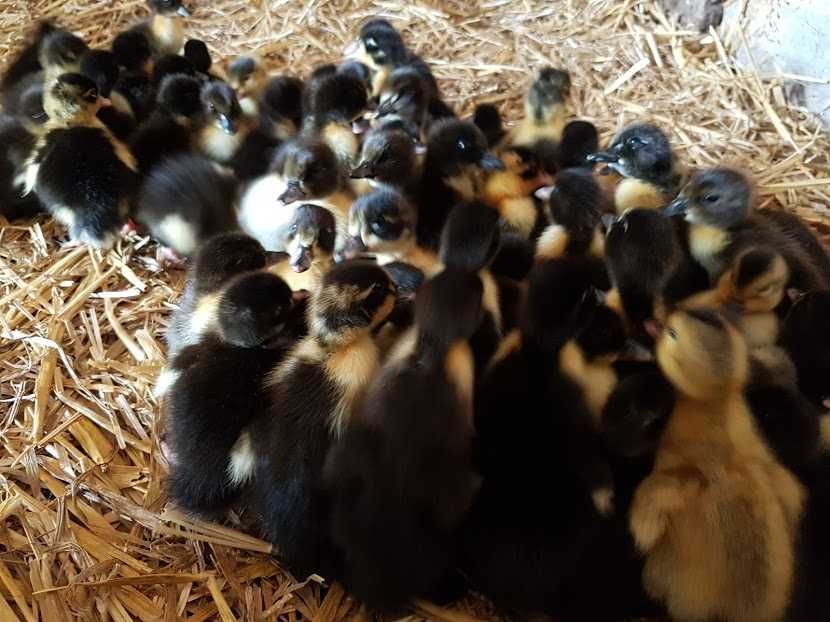 Kaczuszki młode pisklęta do odchowu mulard, pekin, dworka