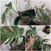 Muda de monstera Variegata (com raizes)