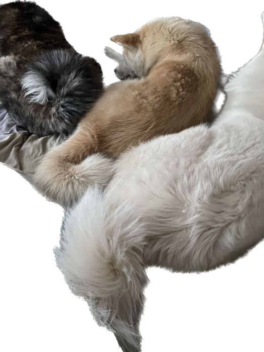 Szczeniak Japońska Akita Inu