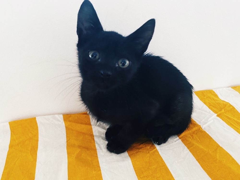 Gatinho bebe de 2 meses para adoção