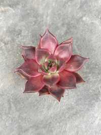 Сукулент Ехеверія Таурус (Echeveria Taurus) (12213)