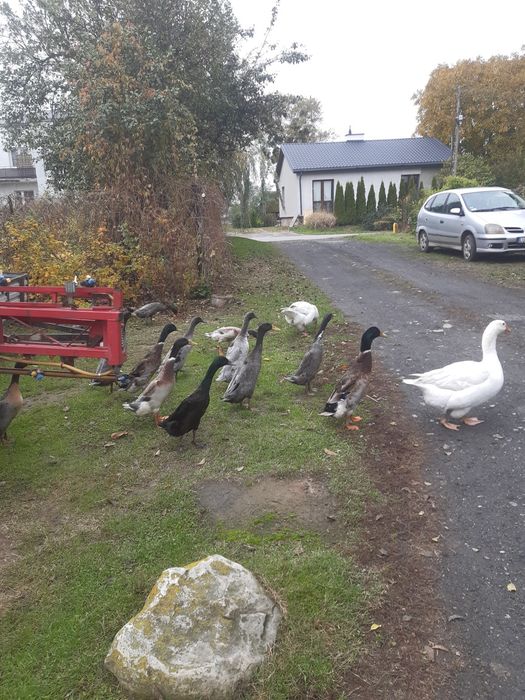 Kaczki biegusy indyjskie