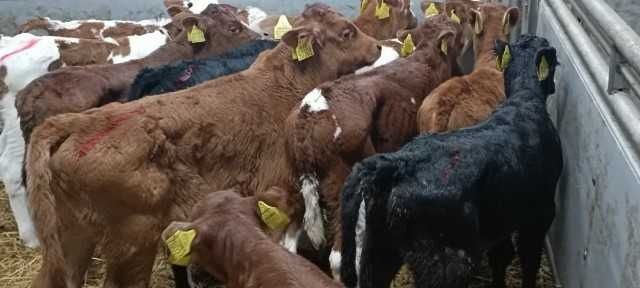 Sprzedam cielaki mięsne