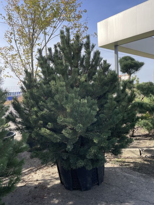 Сосны,Ели,Можжевельники