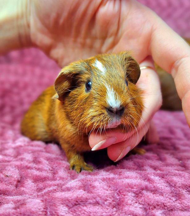 Морская свинка вислоухая американская