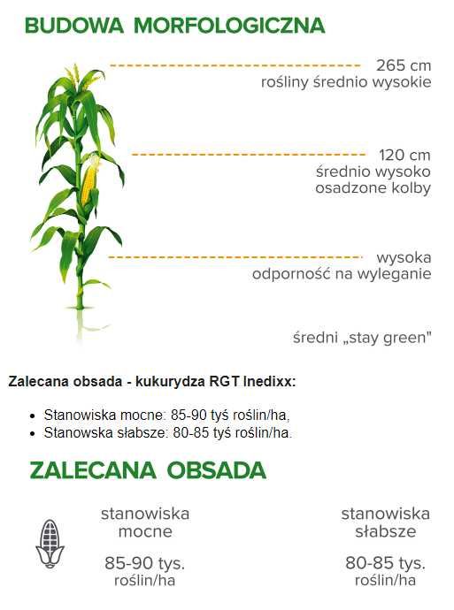 Kukurydza RGT Inedixx C1 FAO 270 - 280 50 tys. nasiona kukurydzy RAGT