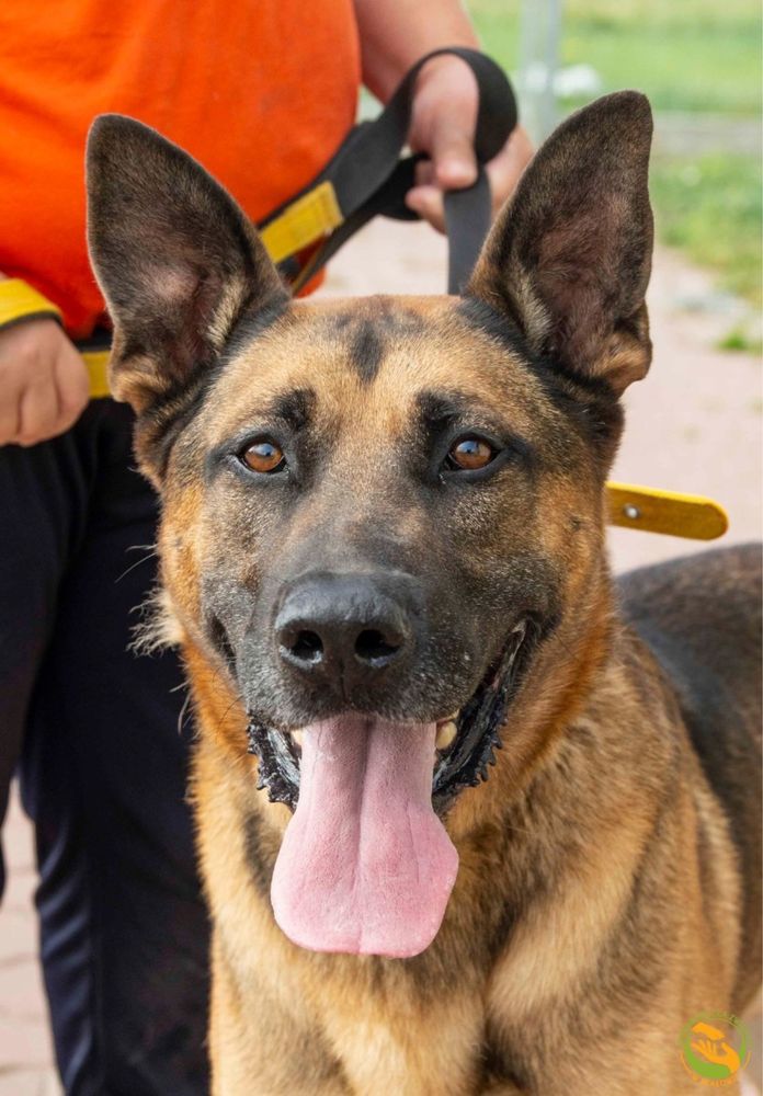 Baxter - przyjazny olbrzym w typie dużego owczarka