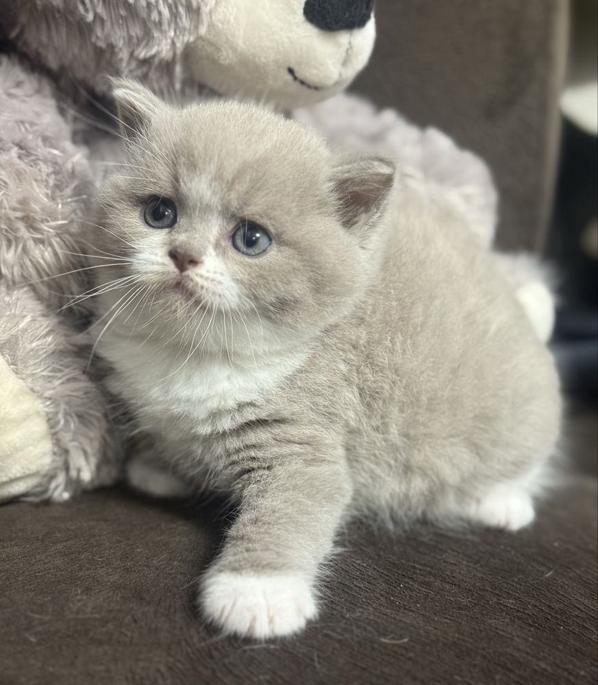 Kocur Brytyjski Liliowy Bicolor Kot Kotek