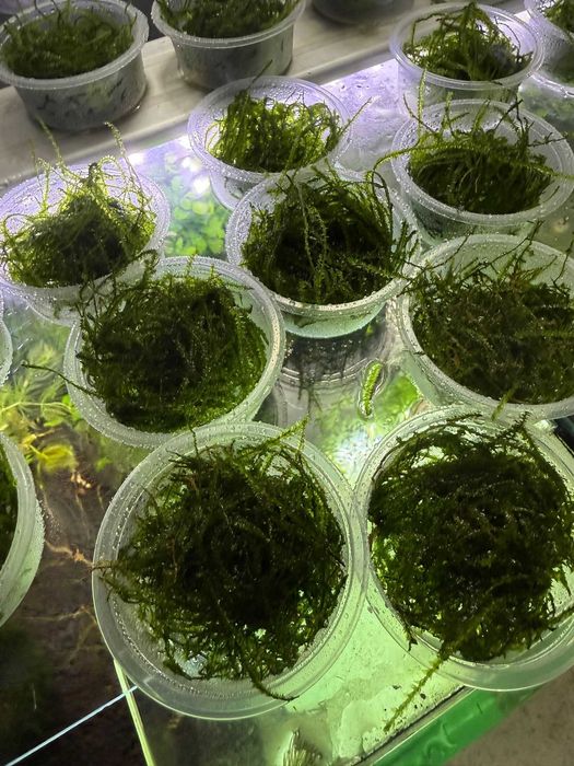 Mech roślina do akwarium Aqualife Sklep Zoologiczny