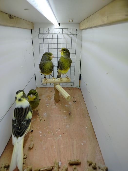 Samiczki kanarków 2025r.