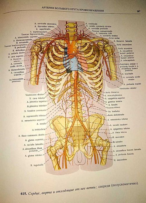 Синельников Р.Д.  Атлас анатомии человека, т.1, т.2