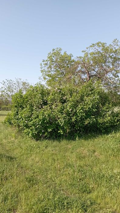 Цветы ,,Сирени " сушенные