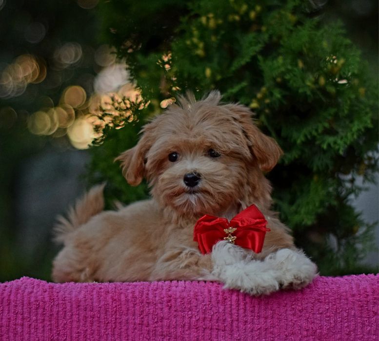 Продаж цуценят мальтіпу. Гарна ціна та висока якість.