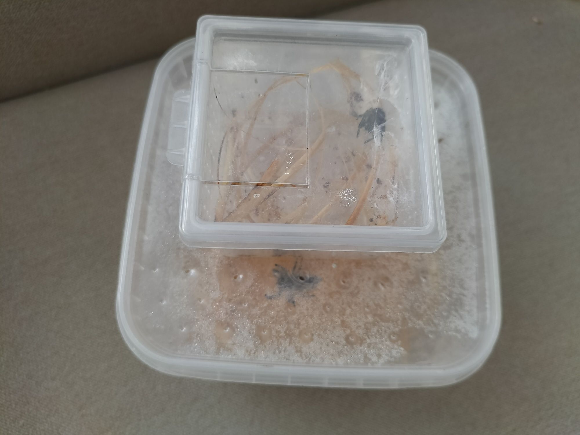 Parka skakunów królewskich Phidippus regius