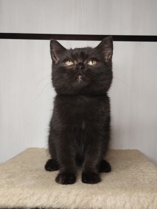 Ідеальний шотландський шоколадний принц з ВАКЦИНАЦІЄЮ