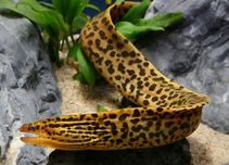 Murena Gymnothorax polyuranodon