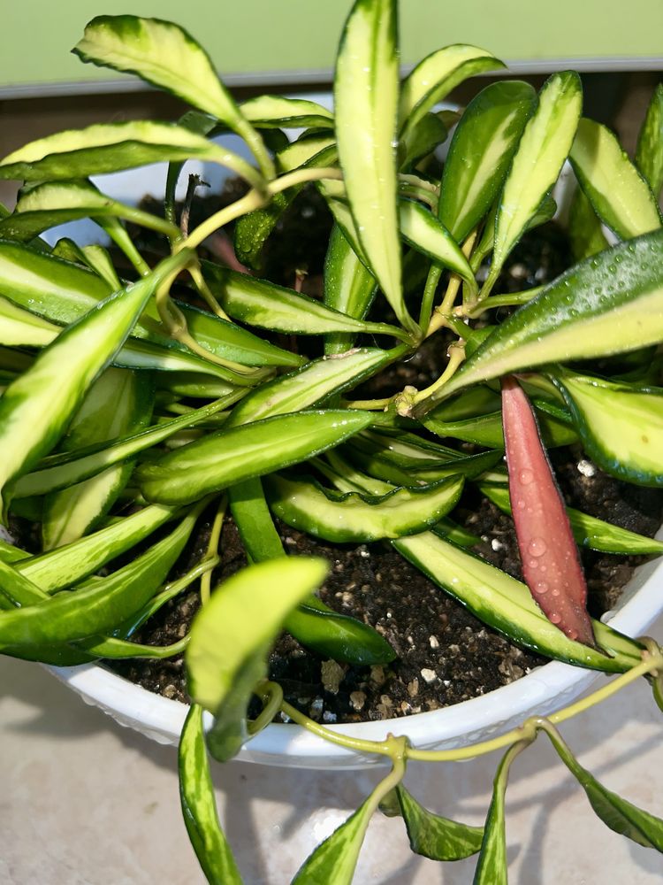 Hoya Kentiana variegata/Хоя Кентіана варієгата