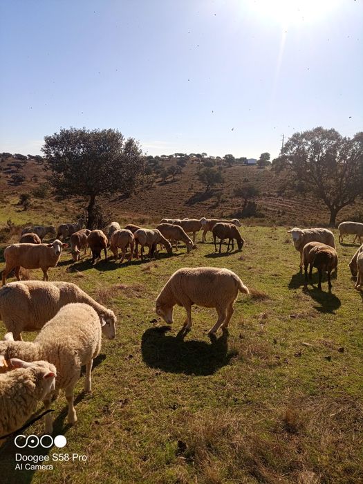 Ovelhas para venda