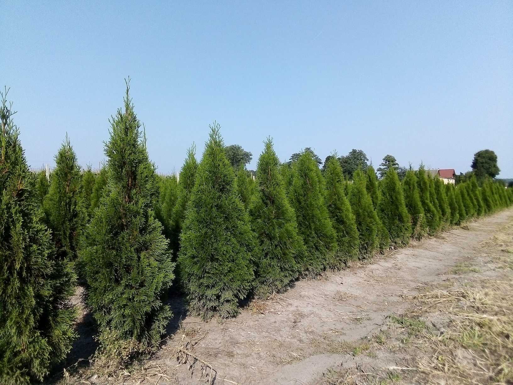 Tuja Szmaragd 100,120,140,150,160 cm! Thuja Smaragd! Sadzimy! Dowóz!