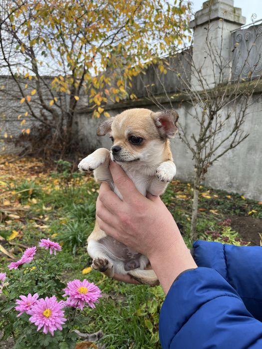 Чіхуахуа дівчинки