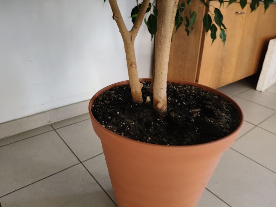 Ficus Benjamin 240 cm