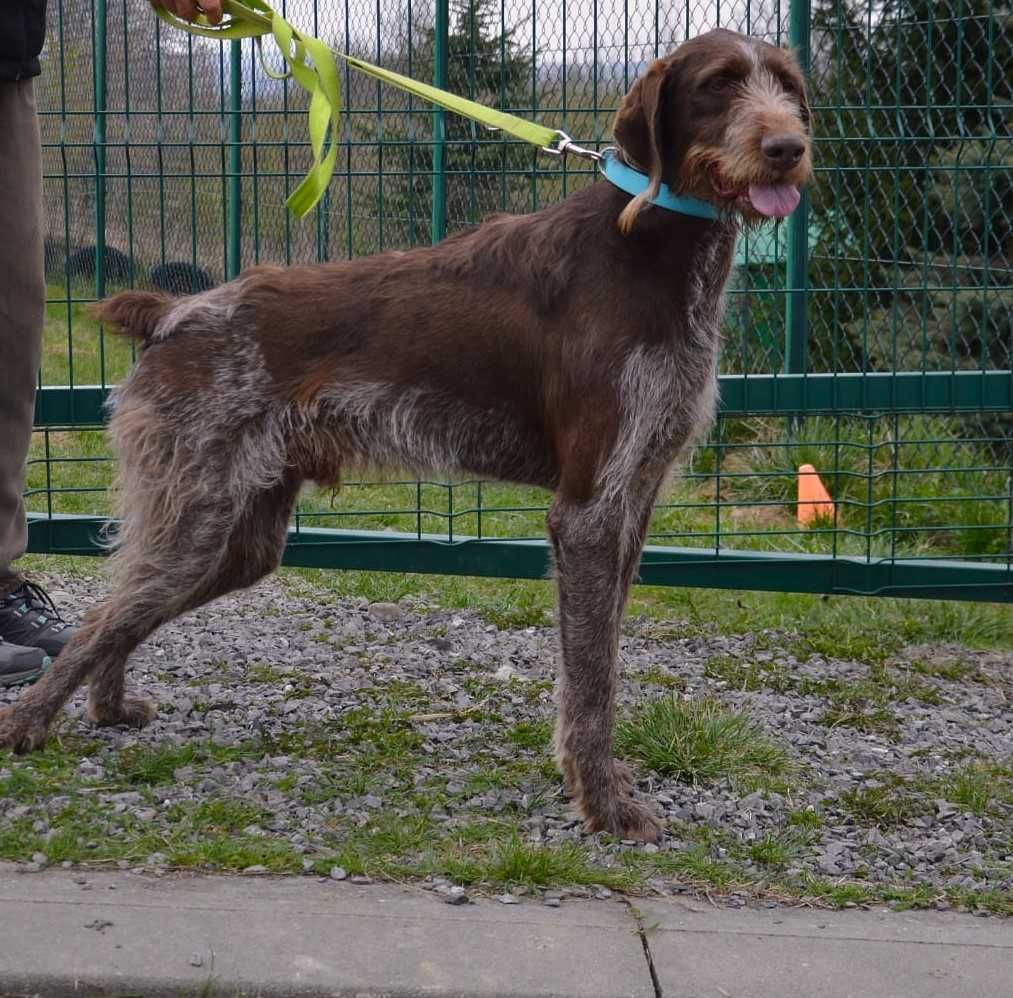 Charlie w typie wyżła szuka fajnego domu !