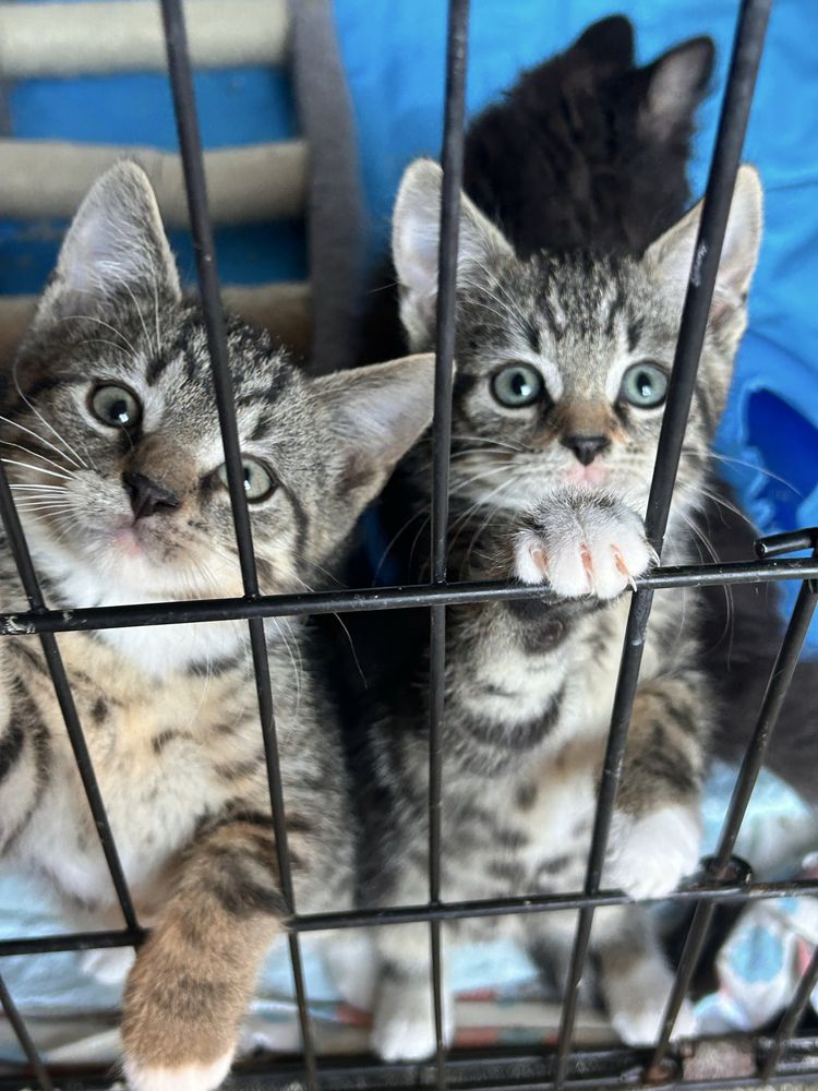 Do pilnej adopcji stado kociaków