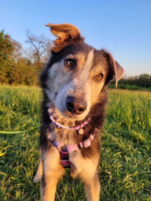 Piękny, młody POKER szuka kochającego domu !!