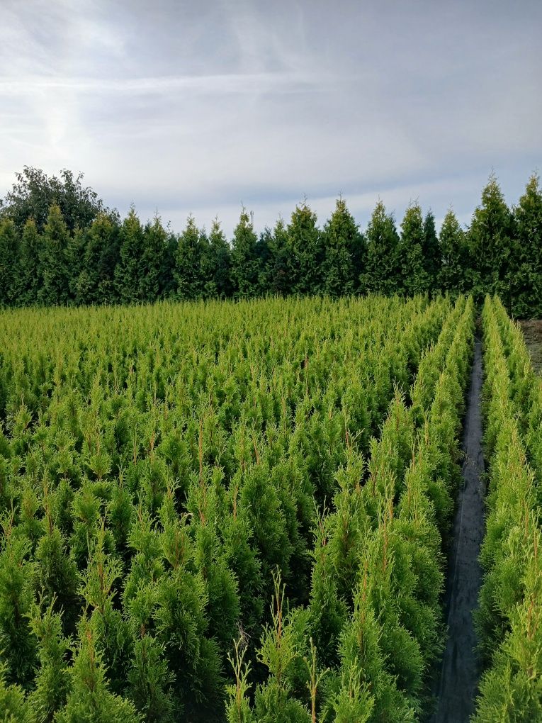 Tuja thuja szmaragd smaragd 95 CM PROMOCJA . Możliwość sadzenia.
