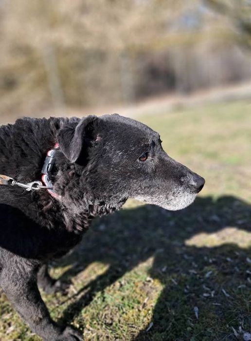 Uroczy Otis czeka na dom