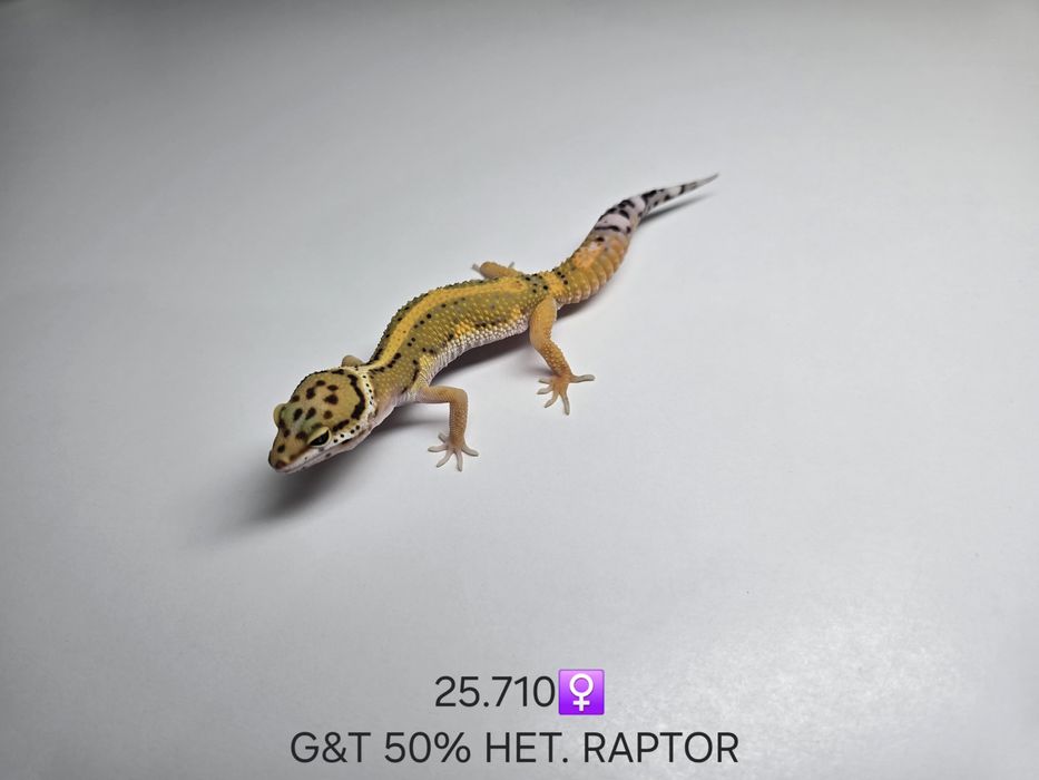 Gekony lamparcie