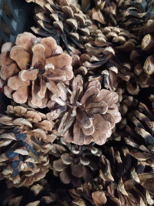 Szyszki sosnowe duże