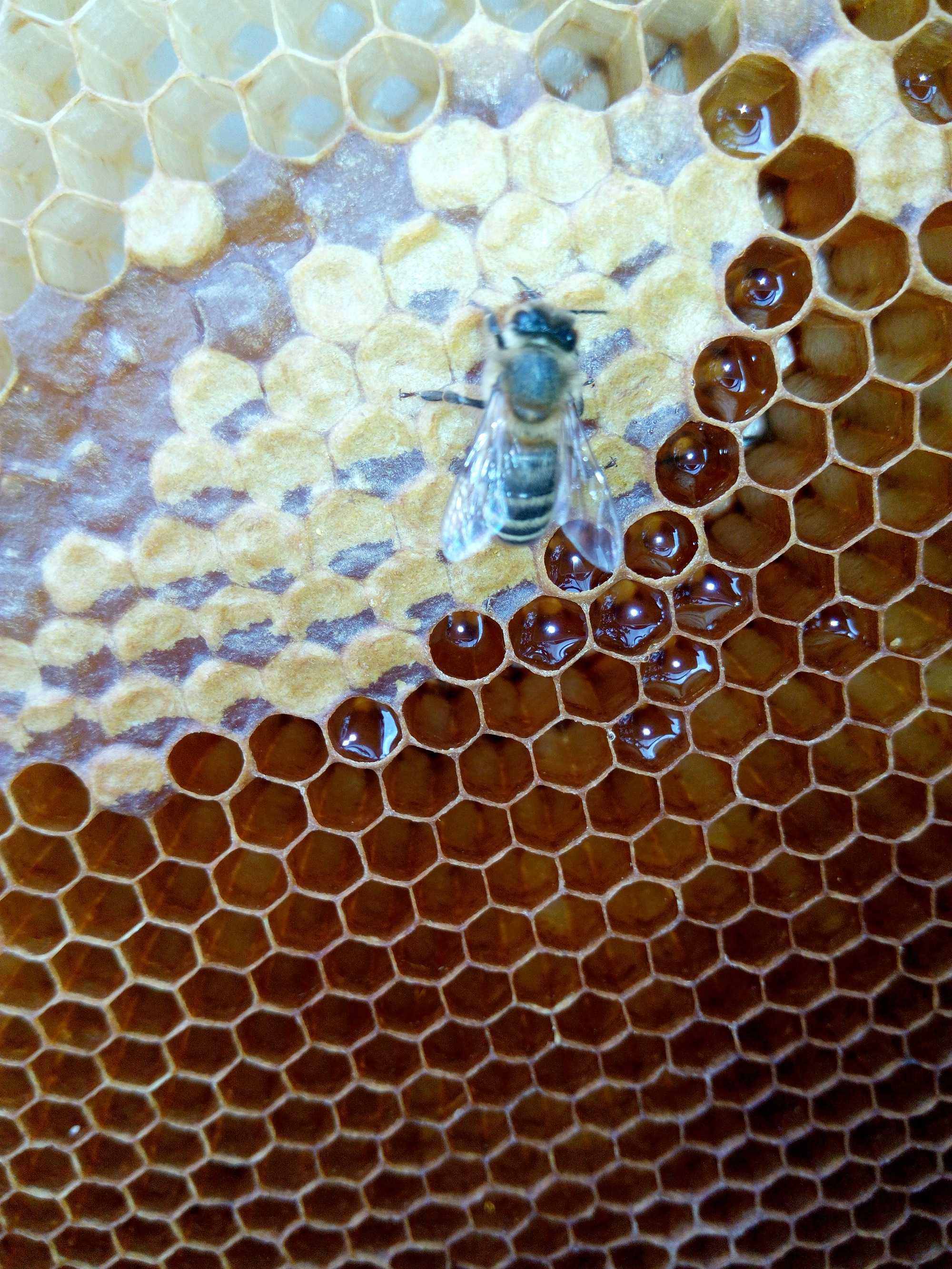 Пчелосемьи. Бджолосім'ї Дадан.