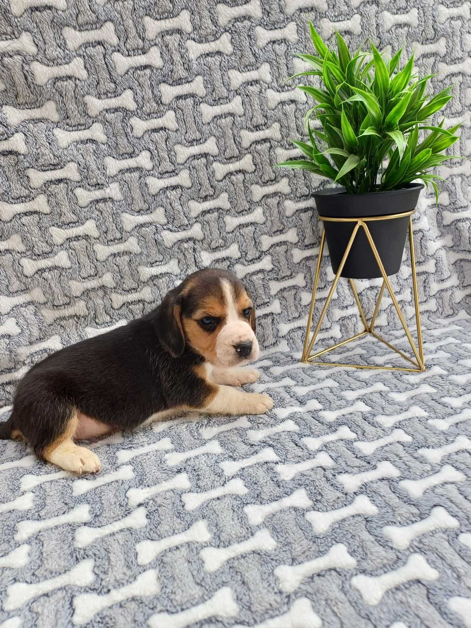 Beagle szczeniaczek suczka
