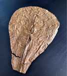 Folha de Terminalia Catappa 16-20cm