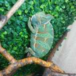 Oddam kameleon samica