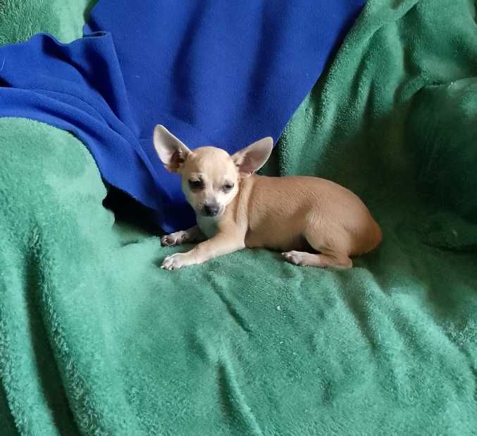 Chihuahua chłopiec