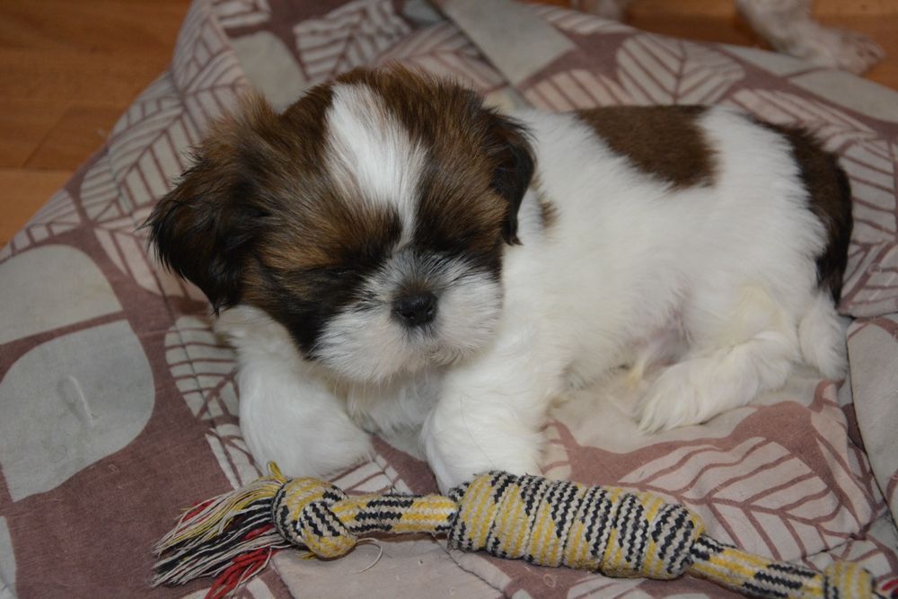 Супер хлопчик Ши-тцу цуцик