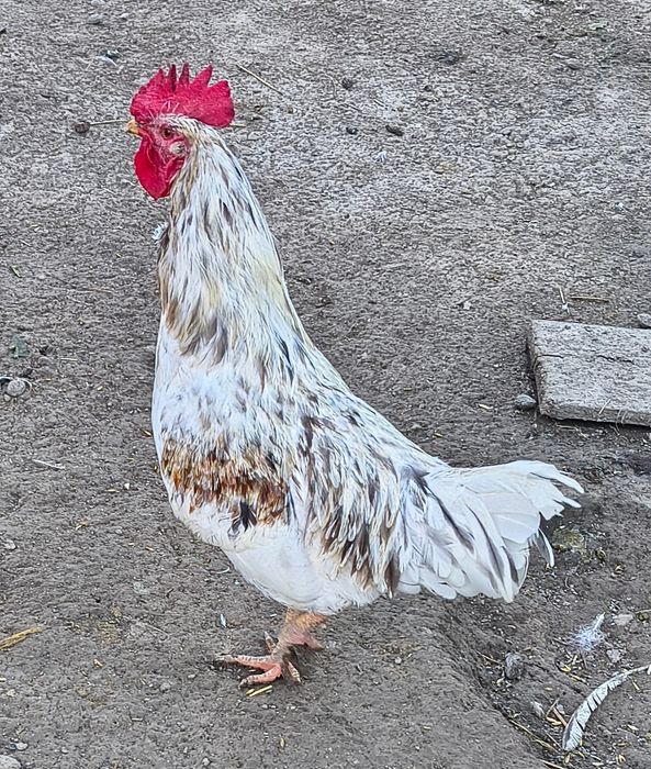 Kogut Dominant Blue koguty dla kur.