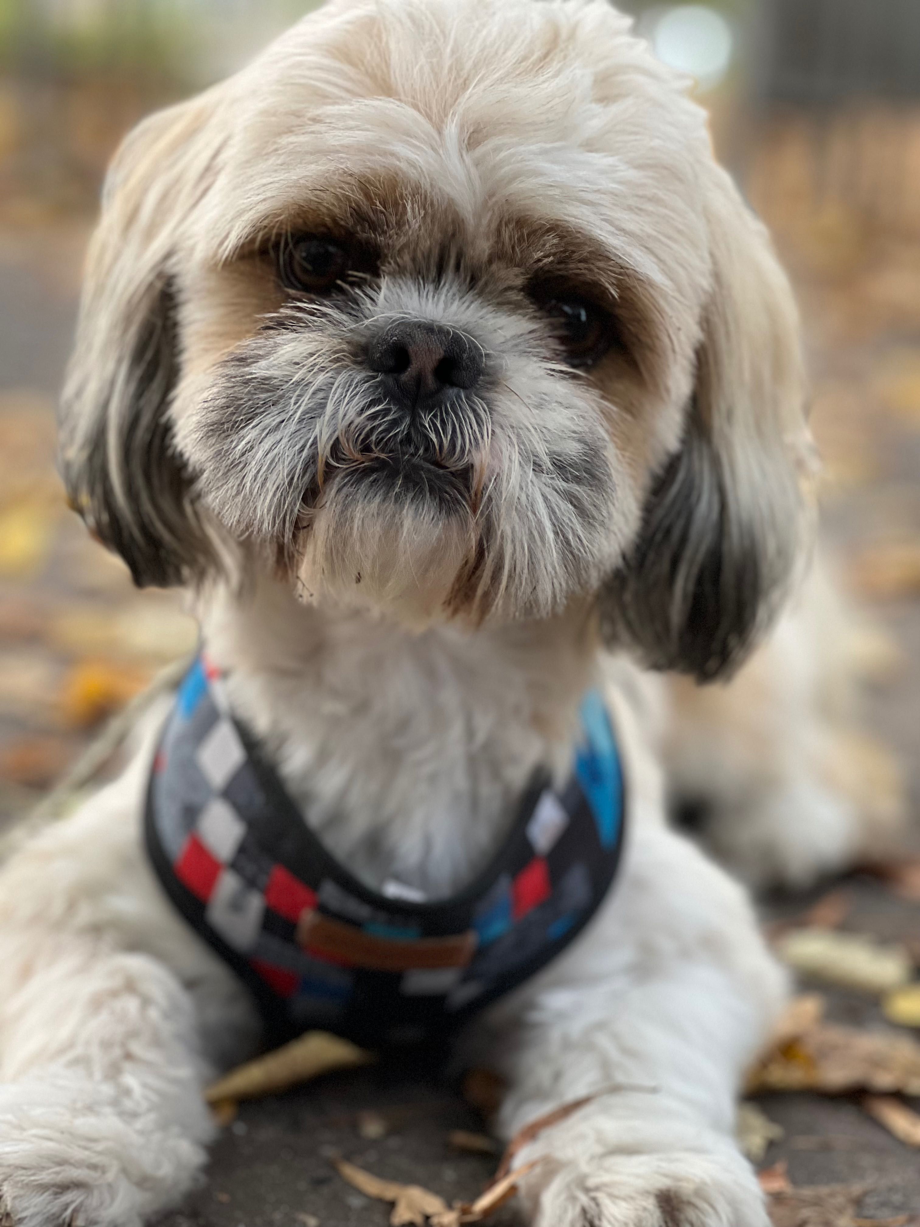 Reproduktor Shih Tzu trykolor