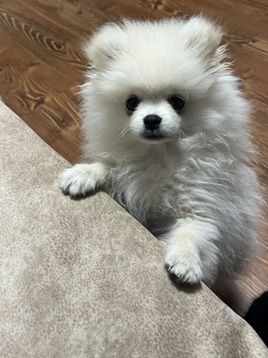 Продається померанський шпіц