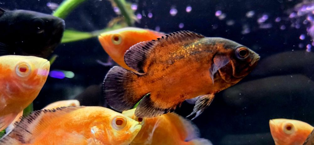 Pielęgnica pawiooka red Oscar